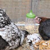 Flora, fauna and serena (padovana ciuffata, marans, orpington) with their peck toy