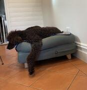 A large black dog laying in his green large bolster bed