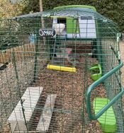 Our hens are happy in their new coop Eglu Cube