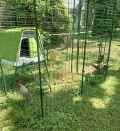 Perfect for separating my roosters!