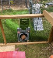 Nutmeg sitting in tunnel entrance.