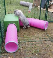 Curious bun