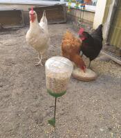 A chicken noticed the full chicken treat holder.