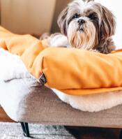 Dog on Topology dog bed with bean bag topper