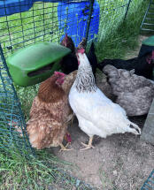 Our hens' favourite manGeoire