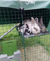 My two giant bunnies and lionhead lop fitting snugly on my Omlet platform