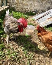 Two brown chickens eating corn from a peck toy on a stick