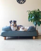A dog and a cat sharing a large bolster bed