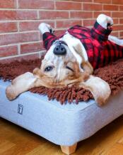 A dog delighted with his bed and brown microfibre topper