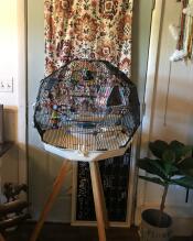 An Omlet Geo bird cage standing in someones home