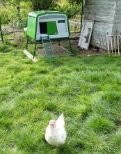 Large hen house in the pen: the hens feel comfortable 