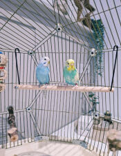 Duchess & dolly