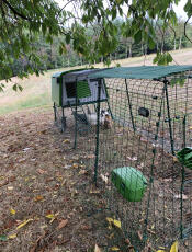 Automatic door for poultry houses EgluCube 