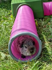 Teddy us guinea pig in his tunnel