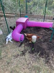 A rabbit next to a purple rabbit tunnel.