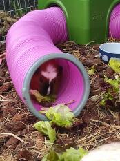 To be safe, i eat hidden 