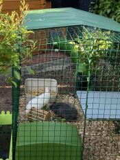 Rabbits inside a rabbit run