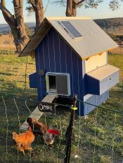 A grey automatic coop door mounted on a blue wooden coop