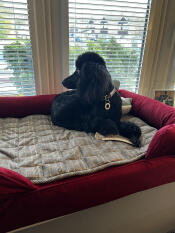 Now stevie can watch the street in style! he loves his new bolster bed