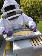 Fitting bee escape to clearer board