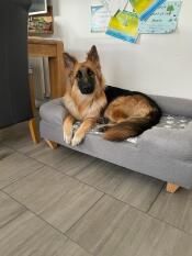 Hopper loves his new bed