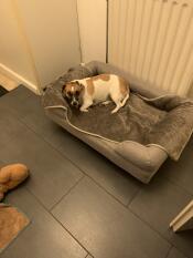 Dushi loves the basket 