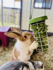 Our rabbits love eating veg out of the treat holder!