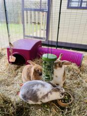 Treat holder is a hit!