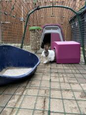 A bunny stepping out of a purple shelter in a run attached to a purple Go hutch