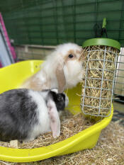Two rabbits eating some hay from their treat holder