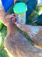 Chickens with Omlet Caddi chicken treat holder