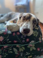 I'm in love with my new Omlet bed!