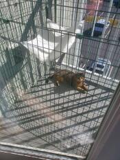 A cat balcony enclosure with a cat inside in the sun