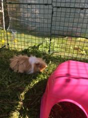 A guinea pig enjoying the shade provided by a cover in his enclosure