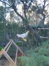 A white chicken on a chicken swing in a garden