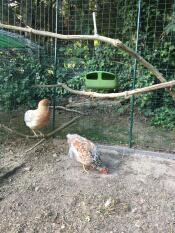 Chickens in Omlet walk in chicken run