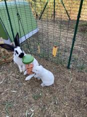 Green Eglu rabbit hutch and run with rabbits eating treats from Caddi treat holder