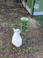 White rabbit out of its green Eglu rabbit hutch eating from Omlet Caddi treat holder