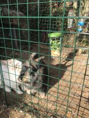 Caddie for my 2 rabbits