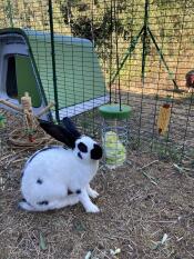 Rabbits eating lettuce from a Caddi treat holder in a walk in run