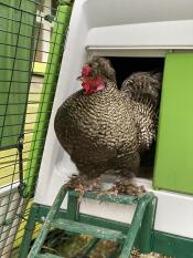 Our noisy cockerel about to climb down the Omlet ladder!