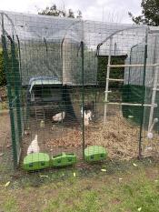 Revamped the run with poles and attached the Cube on outside . now have room for more chickens 