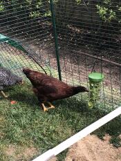 Hen eating vegetables from a peck toy
