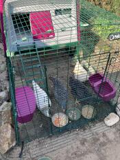 Chicken coop 