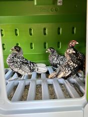 Our 4 young sebright hens in their Eglu Cube ! 