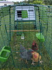 A chicken coop and run with an extension to the enclosure