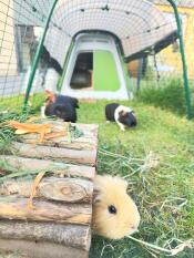 Feeding time for loeka, leo and max