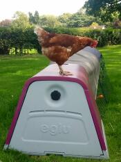 A chicken on the roof of her pink coop