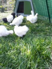 Several small chickens pecking grass in the run of their coop