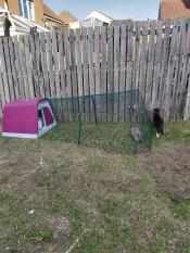 My bunnies love it